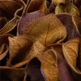 Greenmood Velvet Leaf Acoustic Green Wall