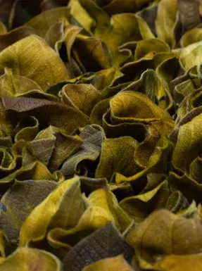 Greenmood Velvet Leaf Acoustic Green Wall