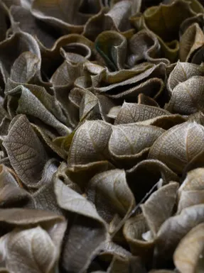 Greenmood Velvet Leaf Acoustic Green Wall
