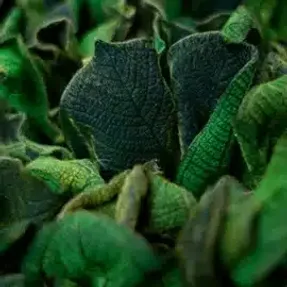 Greenmood Velvet Leaf Acoustic Green Wall