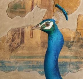 Inkiostro Bianco Oplontis’ Peacock