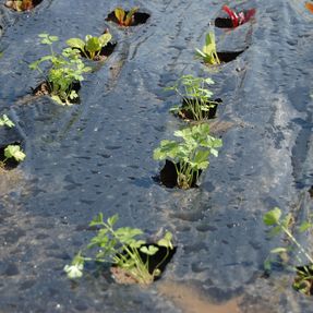 Tenax Black Cover Mulching