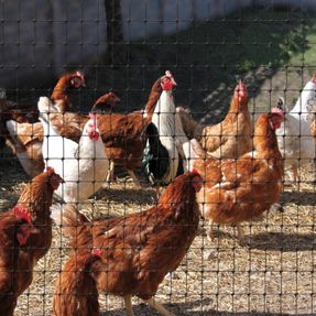 Tenax Cintoflex M Fences