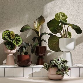 Iittala Nappula Plant Pot With Saucer Pale