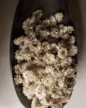 Audo Pavot Centerpiece Decorative objects