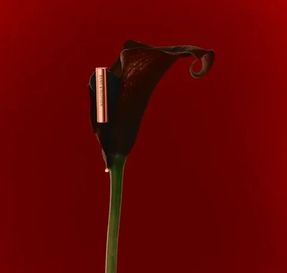 Bang Olufsen Beo Grace Advanced Anc Earbuds