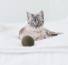 Miacara Globo Cat Toy Ball