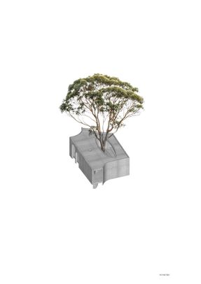 Gallery For A Tree "Flyover" Marcellin College