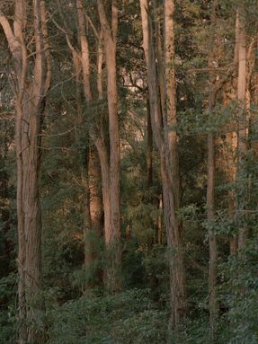 Ironbark House