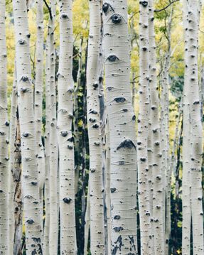 Populus