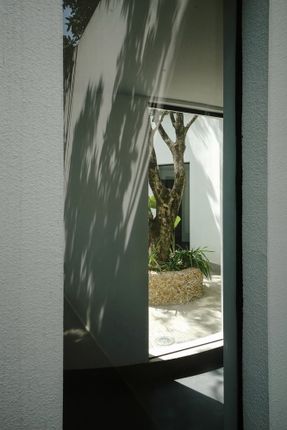 Courtyard under Longan Trees