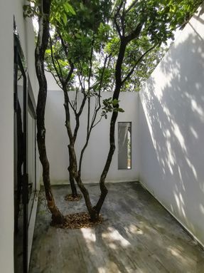 Courtyard under Longan Trees