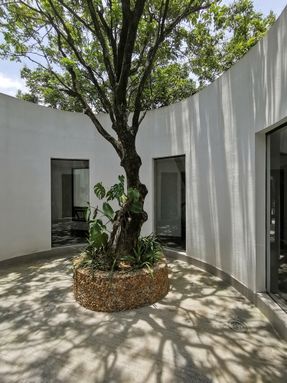 Courtyard under Longan Trees