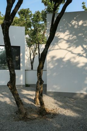 Courtyard under Longan Trees