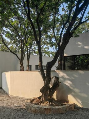 Courtyard under Longan Trees