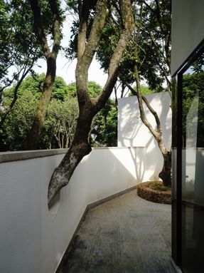 Courtyard under Longan Trees