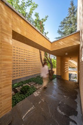 A House Looking to A Cedrus Tree
