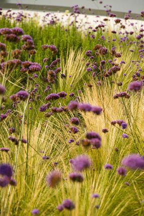 Oriente Green Campus