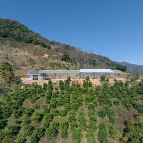 Terraweave Estate (Tiantian) Coffee Drying Yard