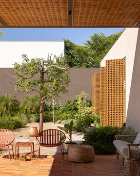 Avocado Tree House