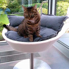 Pet-interiors Cosmo Cat Bed Deluxe