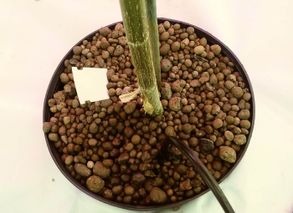 Laterlite Indoor And Outdoor Home Hydroponics Growing Medium