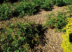Laterlite Mulching: Expanded Clay Pebbles Mineral Mulch