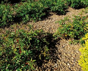 Laterlite Urban Landscaping, Urban Planting, Gardens Corpo