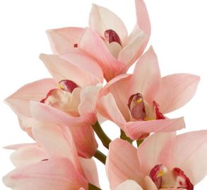 Eichholtz Bouquet Of Cymbidium Orchids Real Touch 36 Pcs