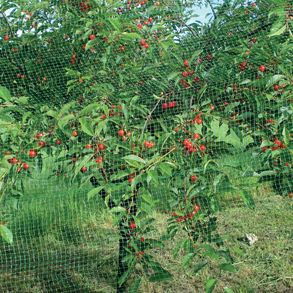 Tenax Ortoflex Mesh