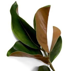 Eichholtz Bundle Of Magnolia Leaves 24 Pcs Artifical Plant