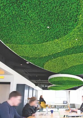 Greenmood Reindeer Moss Acoustic Green Wall.