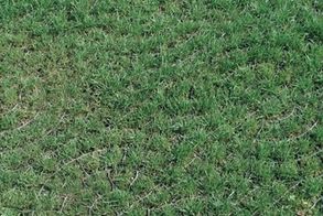 Daliform Pratopratico® Gravel And Lawn Driveway Grid Paver