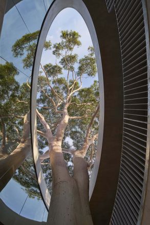 Gallery For A Tree "Flyover" Marcellin College