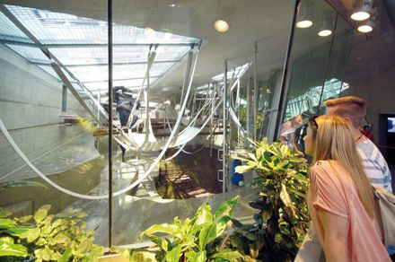 Great Ape House