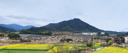 Tea Seed Oil Plant