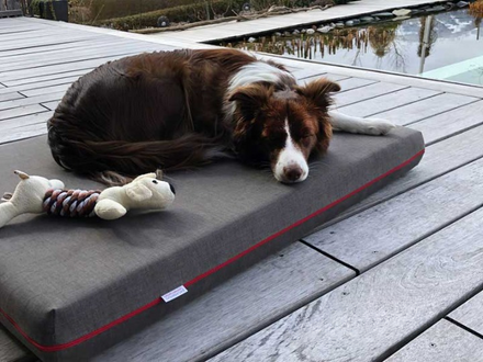 Pet-interiors Orthopedic Dog Mattress Mary