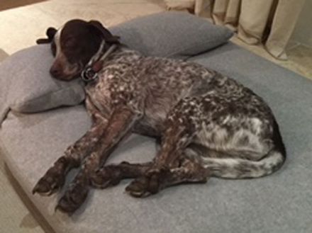 Pet-interiors Orthopedic Dog Mattress Mary