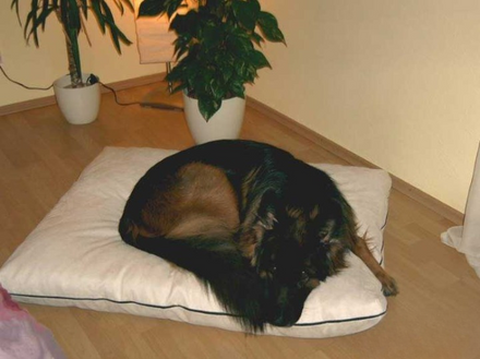 Pet-interiors Orthopedic Dog Mattress Mary