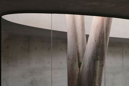 Gallery For A Tree "Flyover" Marcellin College