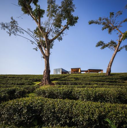 Choui Fong Tea Café