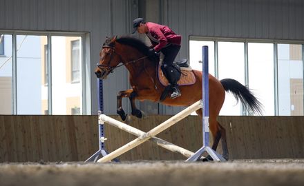 Yue & Yue: Art Museum + Equestrian Hall