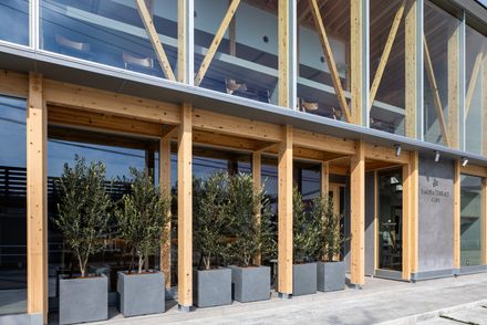 Café with a Large Tree in the Middle of Town