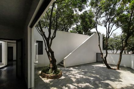 Courtyard under Longan Trees