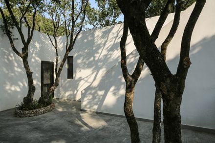 Courtyard under Longan Trees
