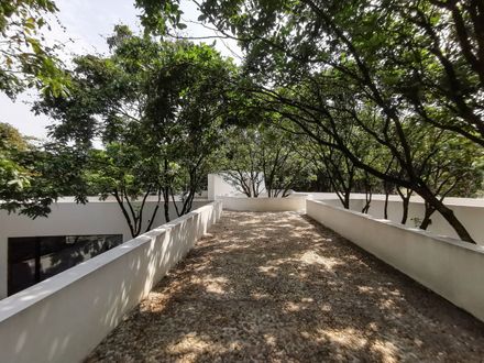 Courtyard under Longan Trees
