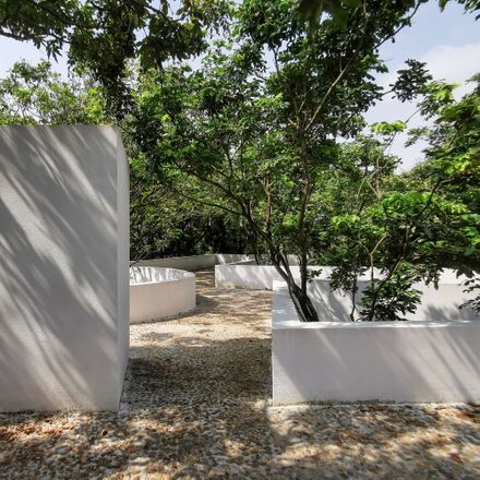 Courtyard under Longan Trees