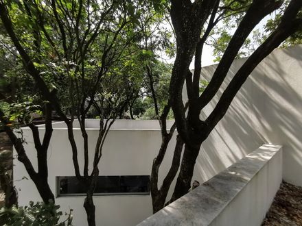 Courtyard under Longan Trees