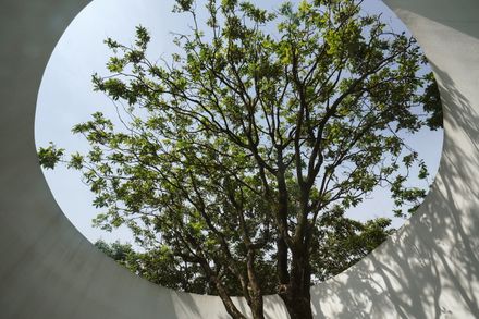 Courtyard under Longan Trees