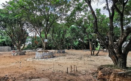 Courtyard under Longan Trees